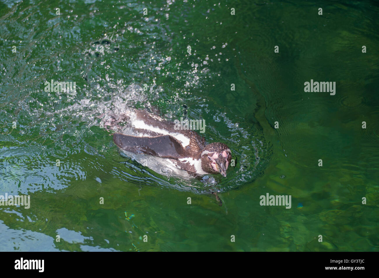 Kopf-Humboldt-Pinguin über das Wasser schwimmen Stockfoto