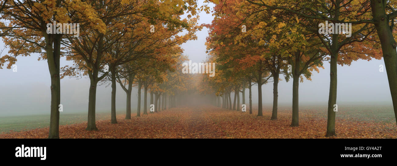 Herbstfarben in Ahorn (Acer Campestre), Peterborough, Cambridgeshire, England; Großbritannien; UK Stockfoto