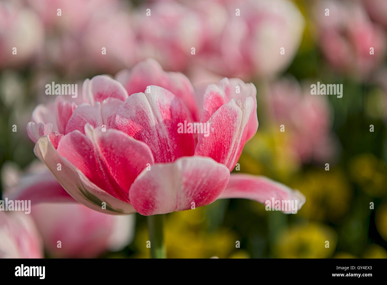 Taken@Tehran, Iran Stockfoto