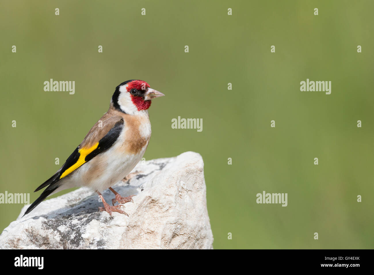 Stieglitz auf Felsen Stockfoto
