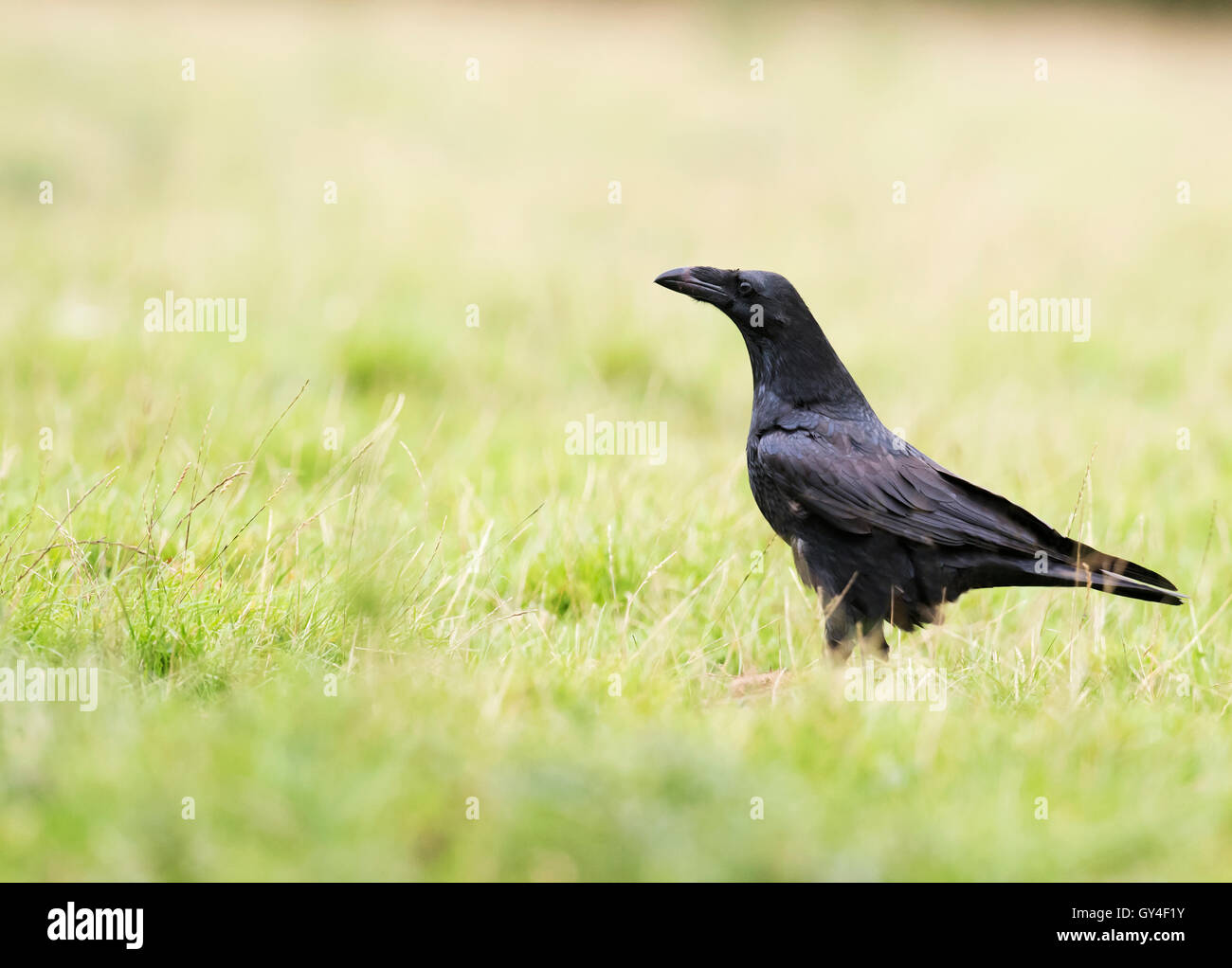Einzelne wilde Rabe (Corvus Corax) in Warwickshire Ackerland Stockfoto