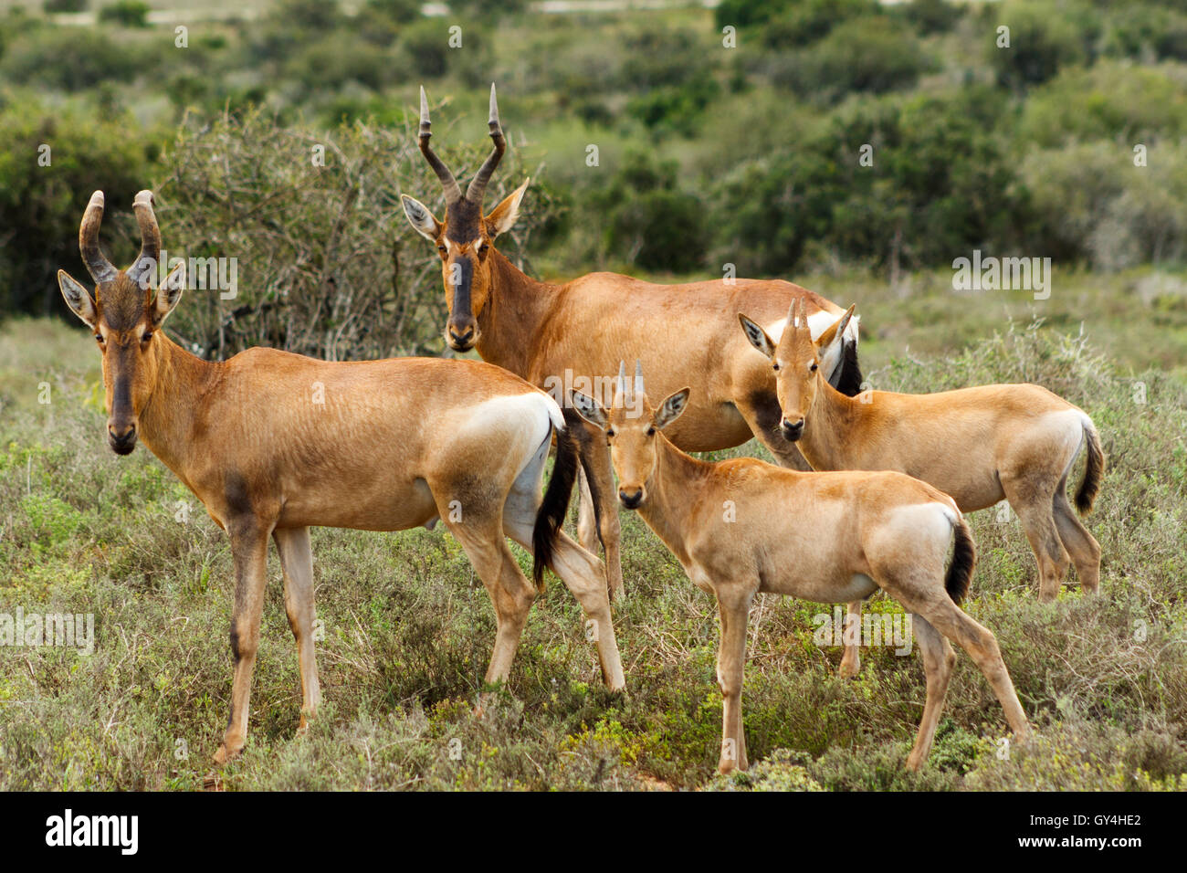 Die Familie - Alcelaphus Buselaphus Caama - der Kuhantilopen ist eine Art von selbst-toed Huftiere in der Familie fand Horntiere in Stockfoto