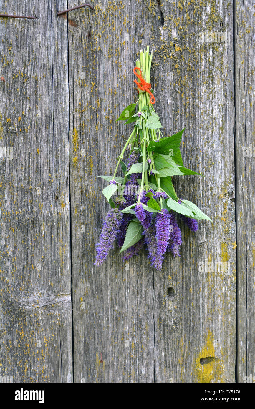 Reihe von violette Blüte Anis Ysop (Wildform Foeniculum) auf alten Scheune Holzwand Stockfoto
