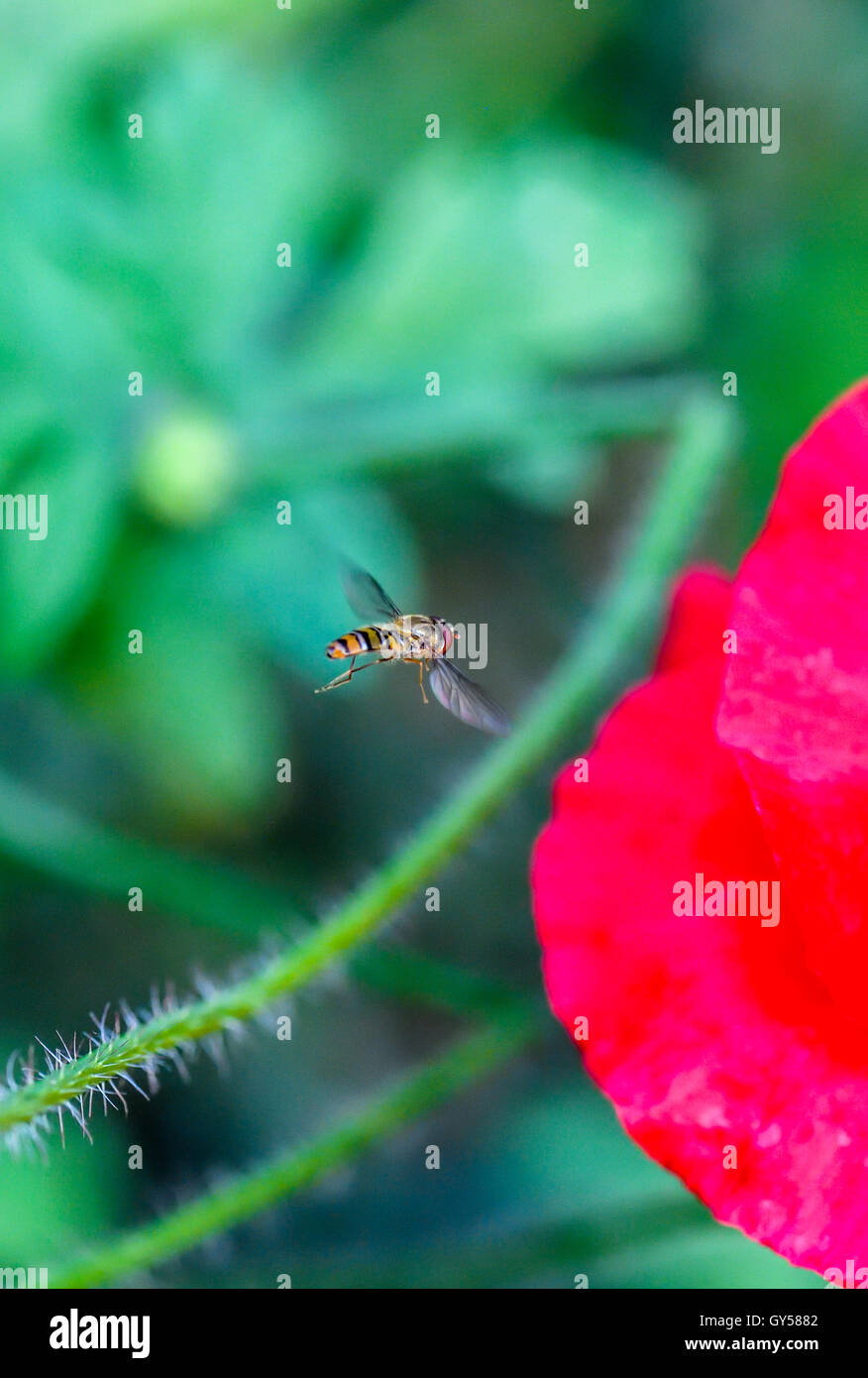 Hoverfly und roter Mohn Stockfoto