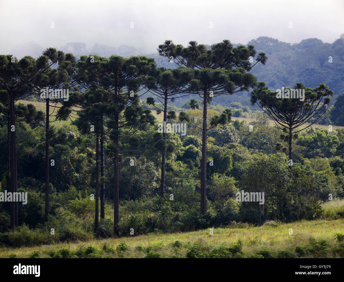 Baum der Araukarie (Araucaria Angustifolia) im ländlichen Tamarana County, Bundesstaat Parana, Brasilien Stockfoto