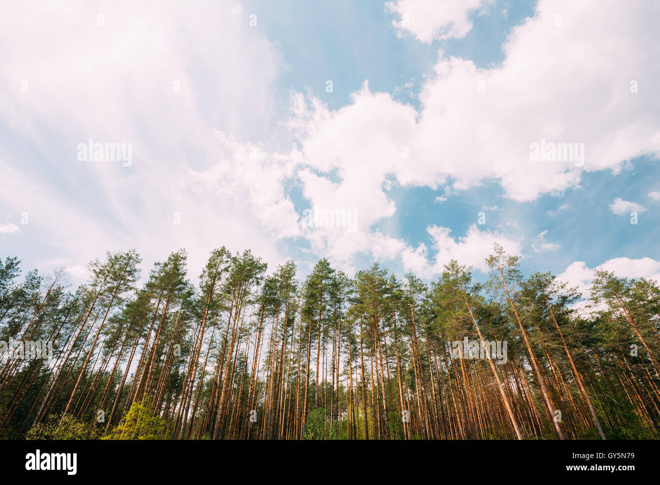 Junge dicht gepflanzt Pine Grove Copse Niederwald der hohen dünnen immergrüne Nadelbäume unter malerisch schönen blauen Himmel mit Wh Stockfoto