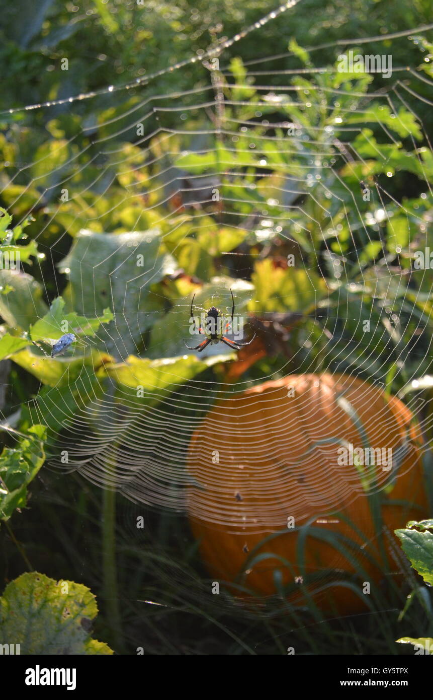 Reißverschluss-Spinnennetz im Kürbisfeld Stockfoto