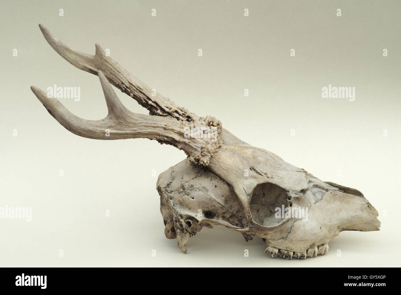 Eine Nahaufnahme von einem unvollständigen fand Schädel, die geglaubt wird, dass der männliche Rehe. Stockfoto