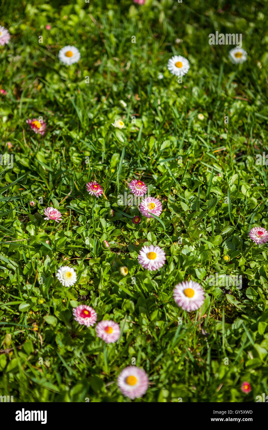 Schönheit der Blumen-Gänseblümchen auf der Frühlingswiese Stockfoto