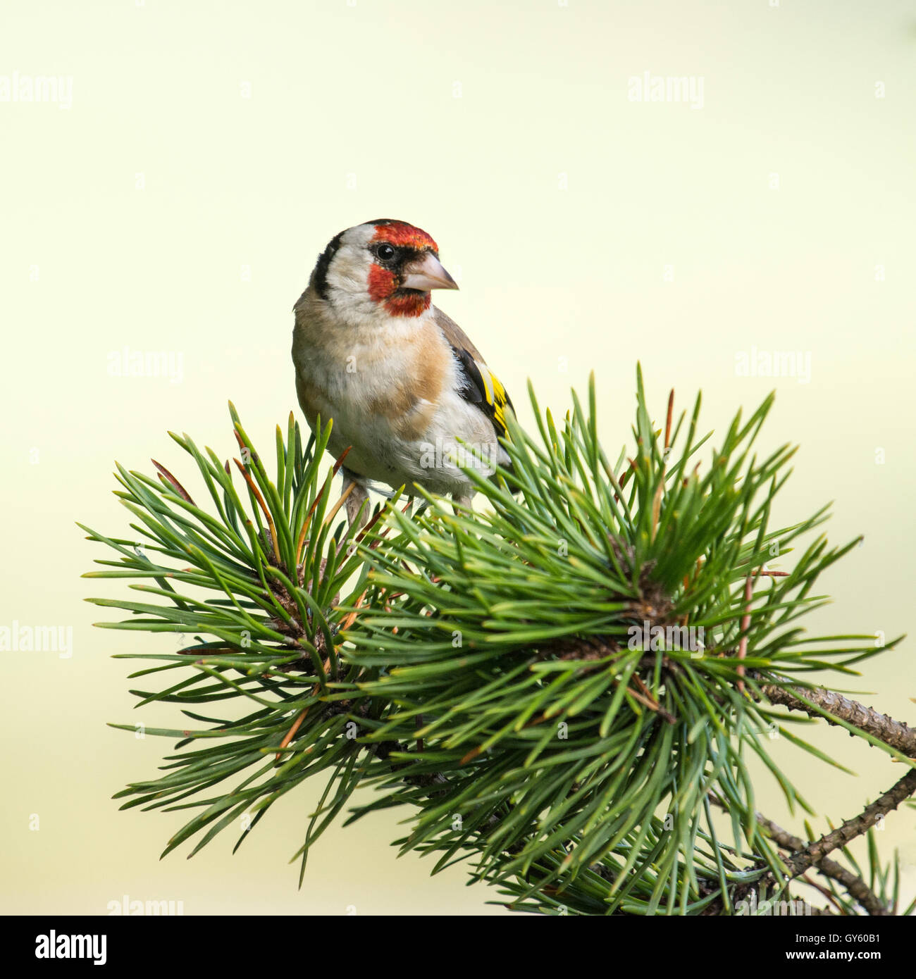 Europäische Goldfinch Stockfoto