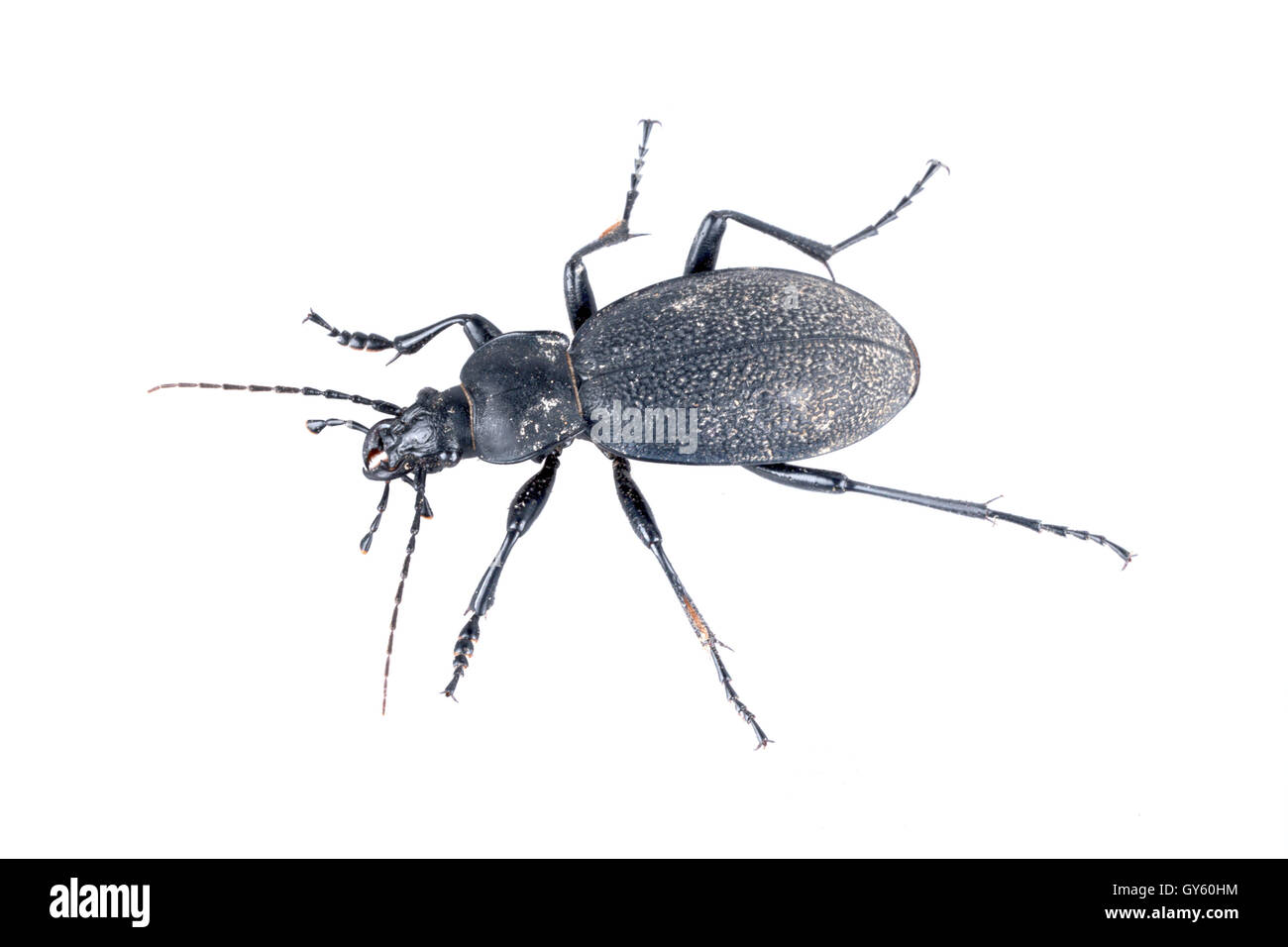 Schwarze Käfer isoliert auf weißem Hintergrund Stockfoto