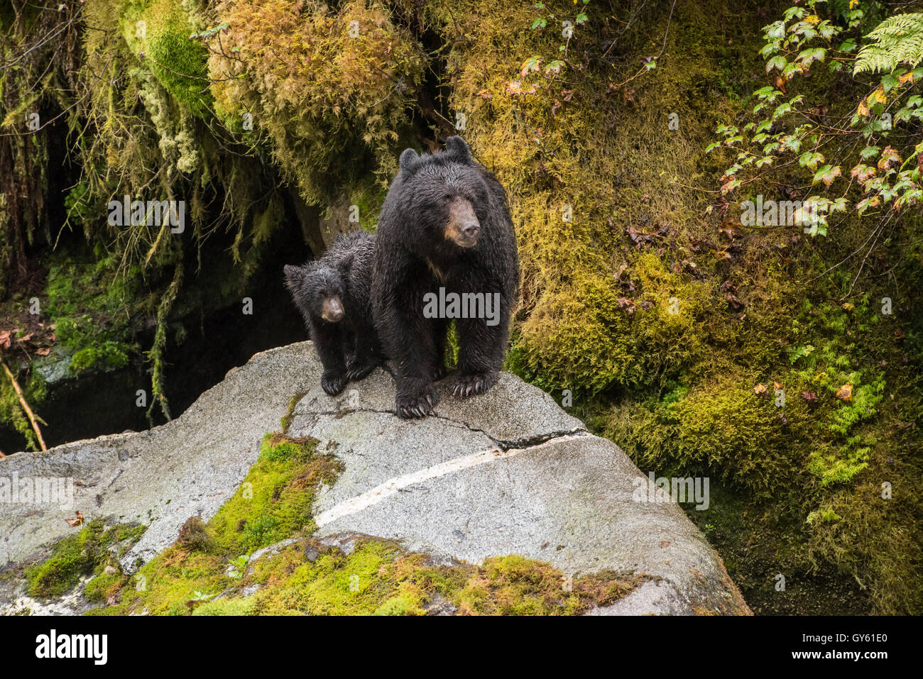 Schwarzer Bär Mutter und Jungtier auf einem Felsen in den Alaska-Regenwald. Stockfoto