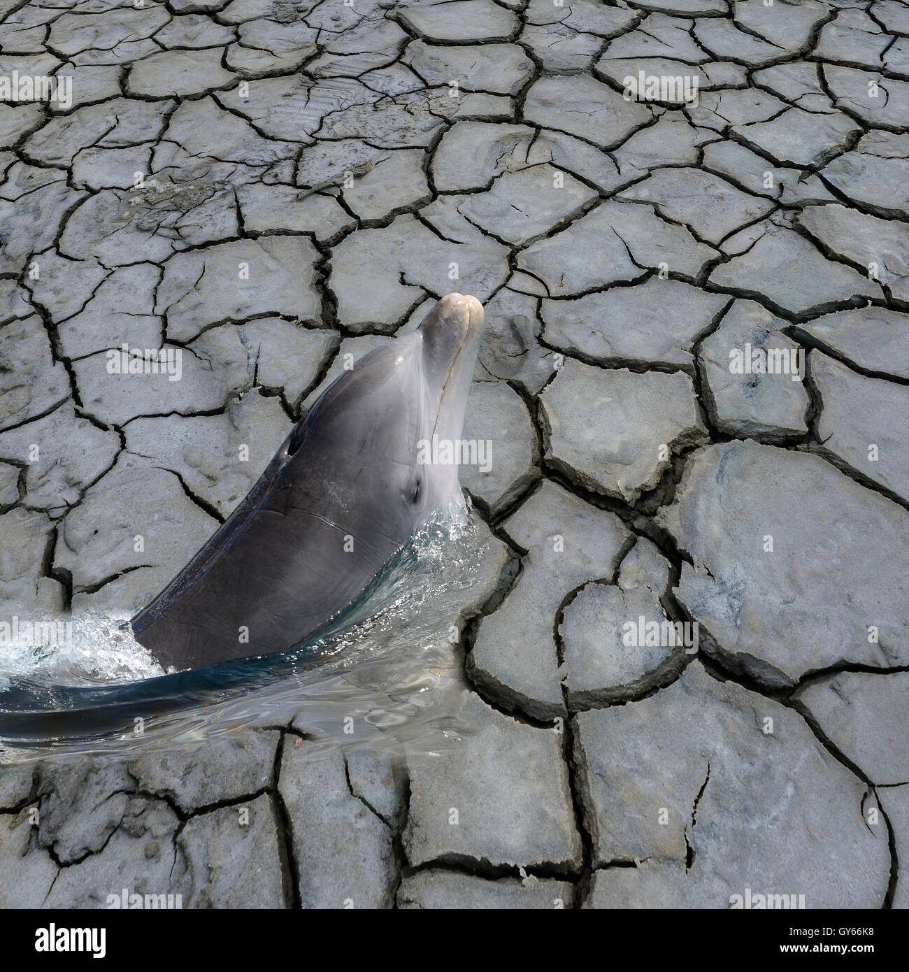 Delphinschwimmen aus trockenen Erde auf die globale Erwärmung aufmerksam Stockfoto