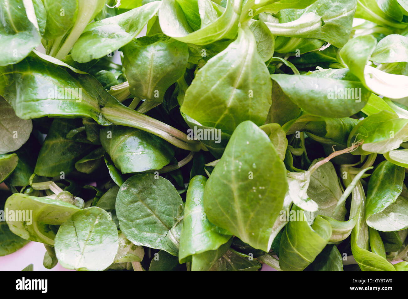 Feldsalat, isoliert Stockfoto