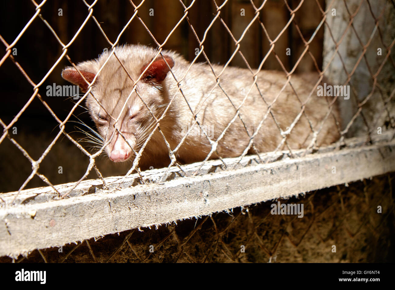 Asiatische Palmzippe (Paradoxurus hermaphroditus). Stockfoto