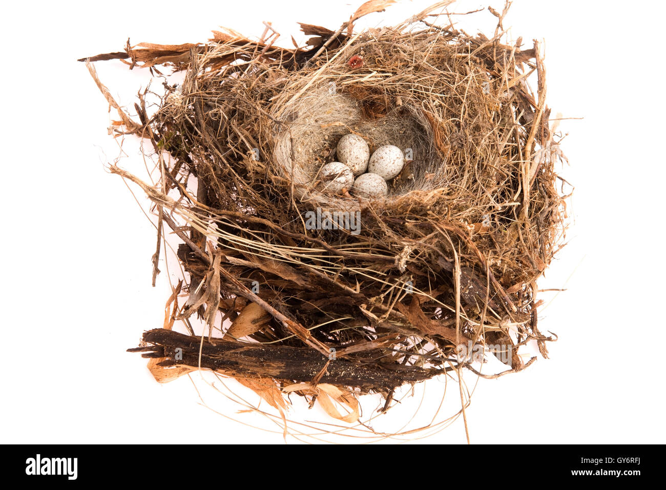 Detail der Vogeleier im nest Stockfoto