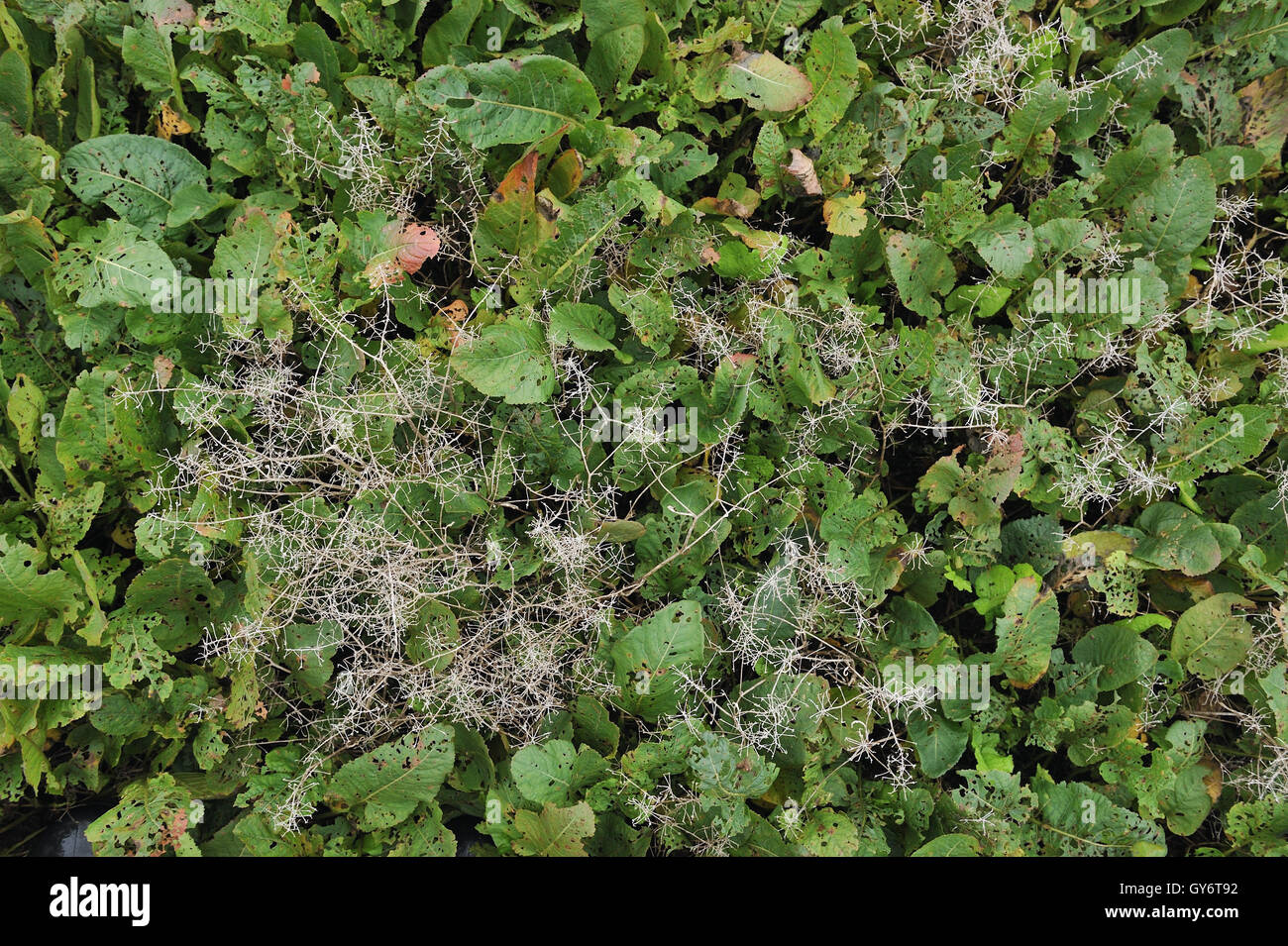 Hintergrund der Pflanzen auf dem Sumpf. Stockfoto