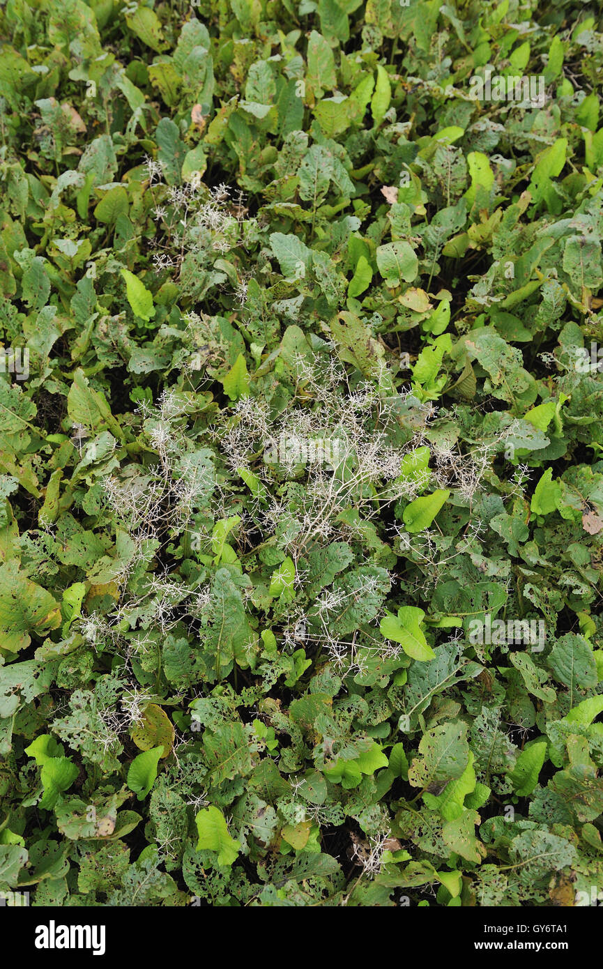 Hintergrund der Pflanzen auf dem Sumpf. Stockfoto