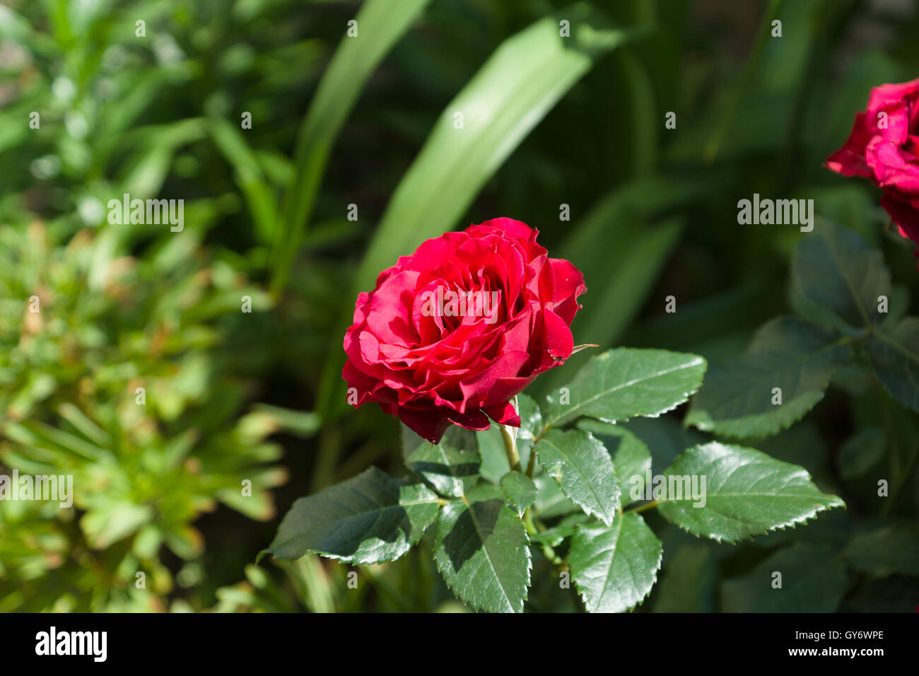 die rote Blume blühte unter dem grünen Rasen Stockfoto