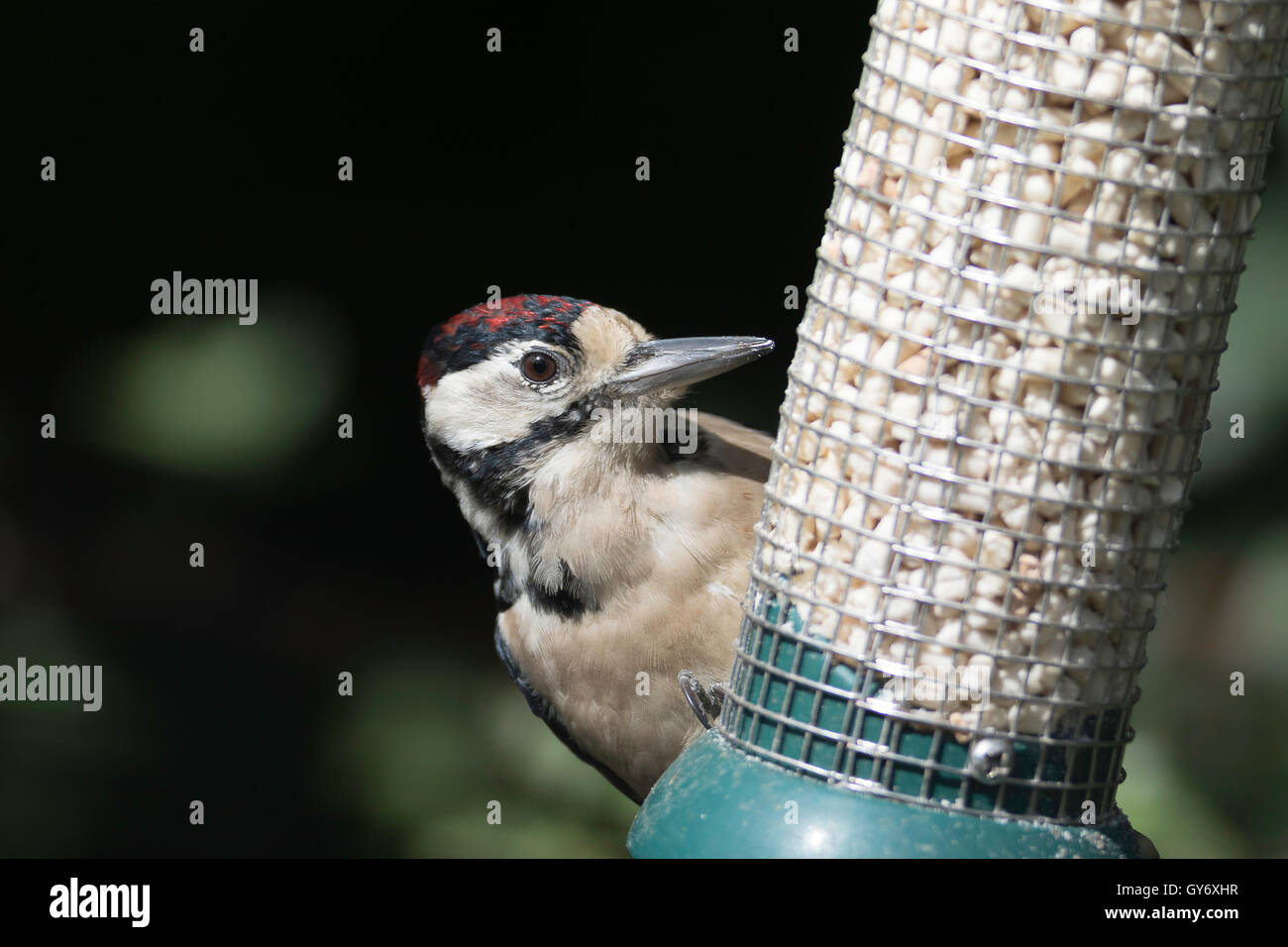 Lesser spotted Specht einen Vogel Futterstation Stockfotografie - Alamy