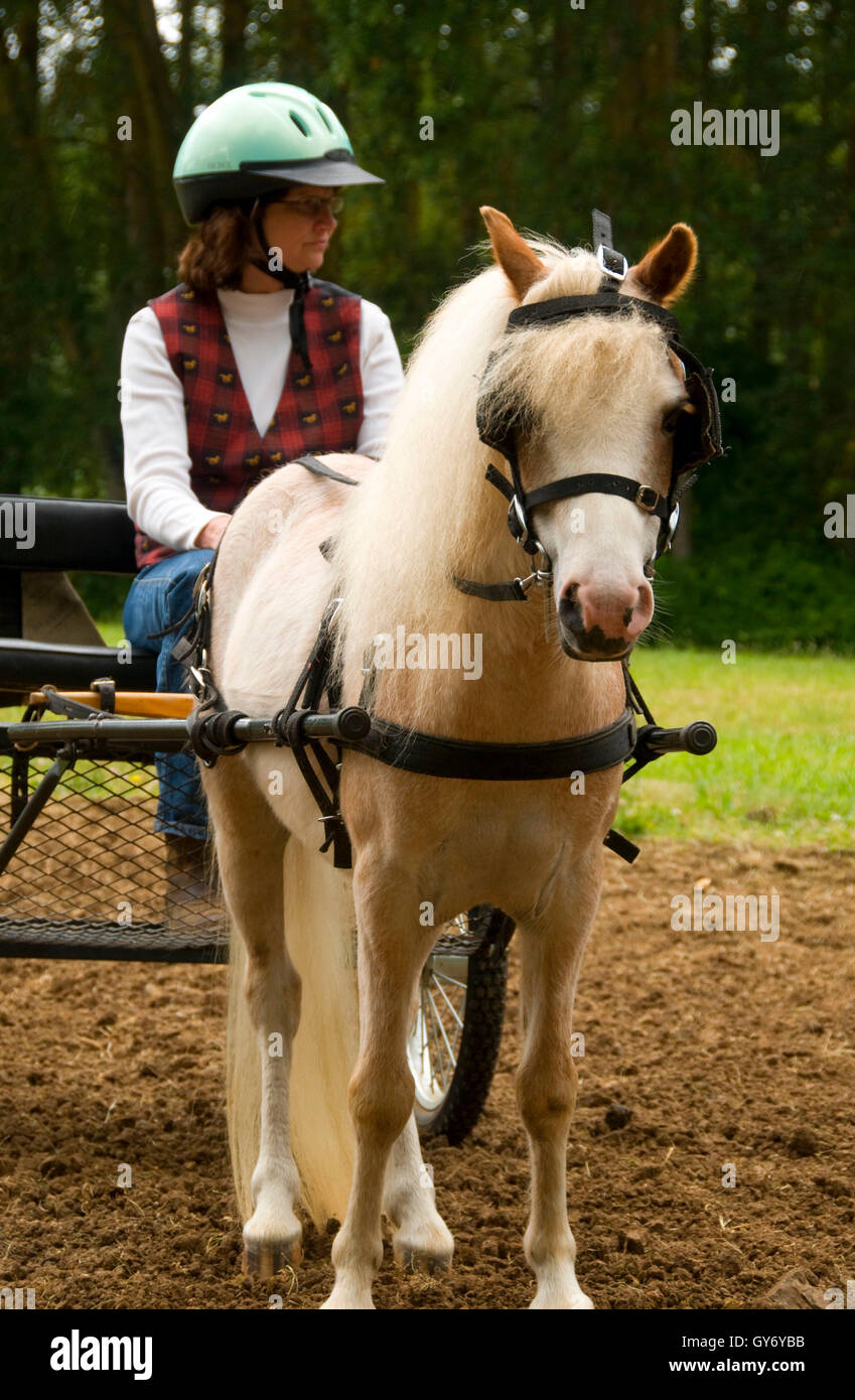 Mini Pferd Buggy, Miniature Horse Show, Linn County Pioneer Picknick, Brownsville, Oregon Stockfoto