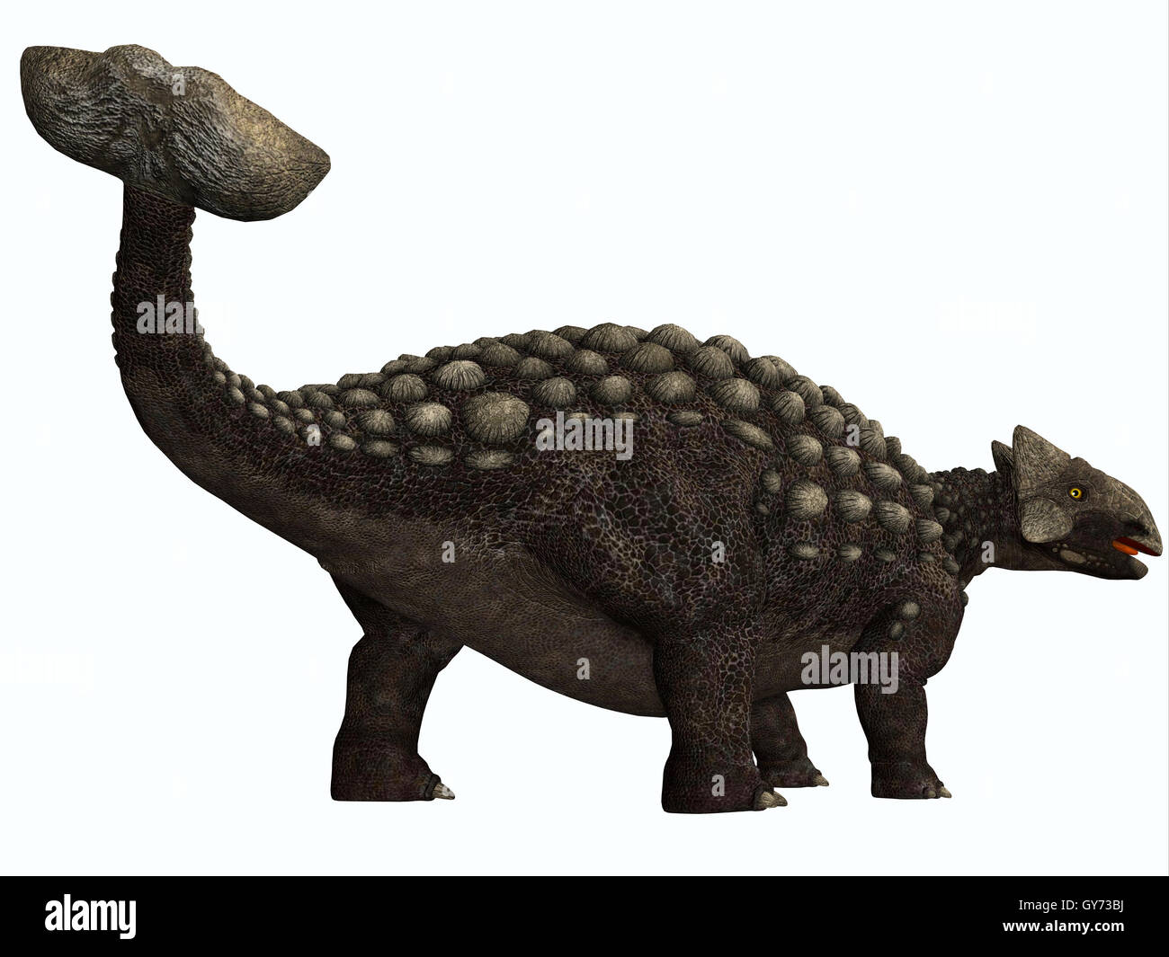 Ankylosaurus auf weiß Stockfoto