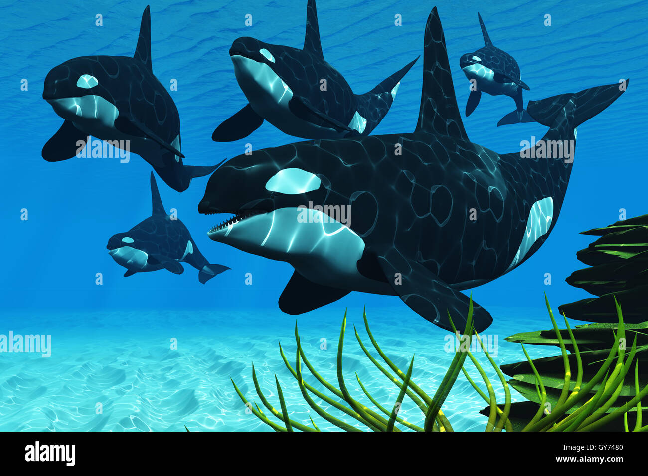 Ozean-Killerwale Stockfoto