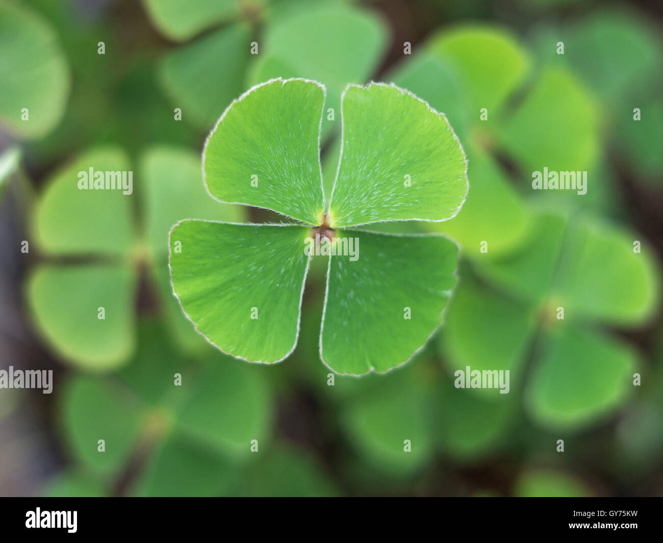 Vierblättriges Kleeblatt Stockfoto