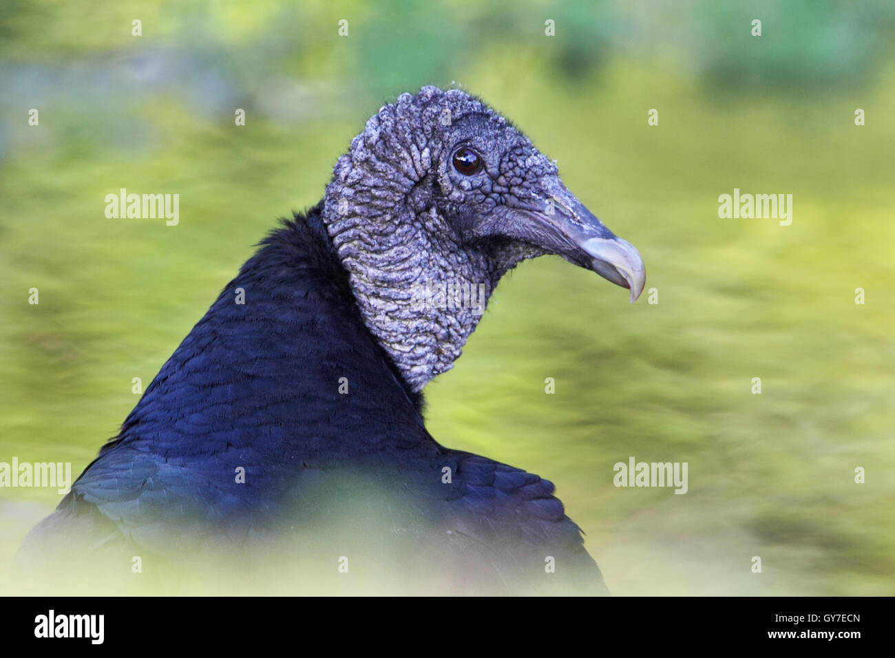 Mönchsgeier (Coragyps Atratus) stehend, Marian See, Florida, USA Stockfoto