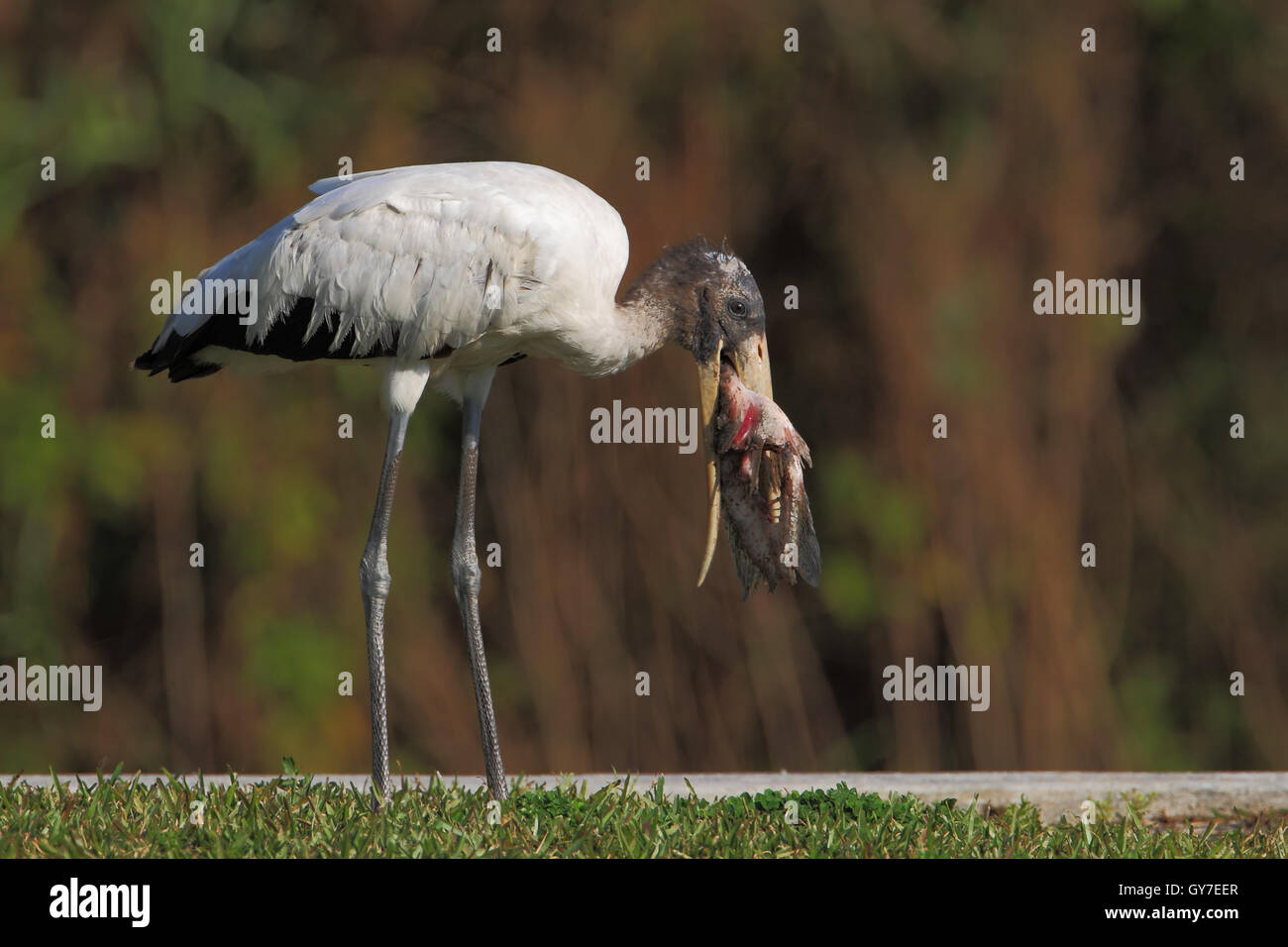 Holz-Storch (Mycteria Americana) mit Fisch, Marian See, Florida, USA Stockfoto