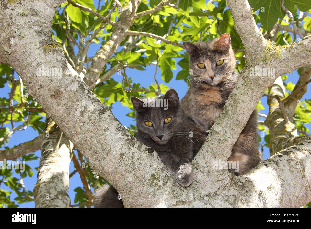 zwei 2 Hauskatzen, blau, blau Tortie, sitzt in der Gabel eines Feigenbaums Stockfoto