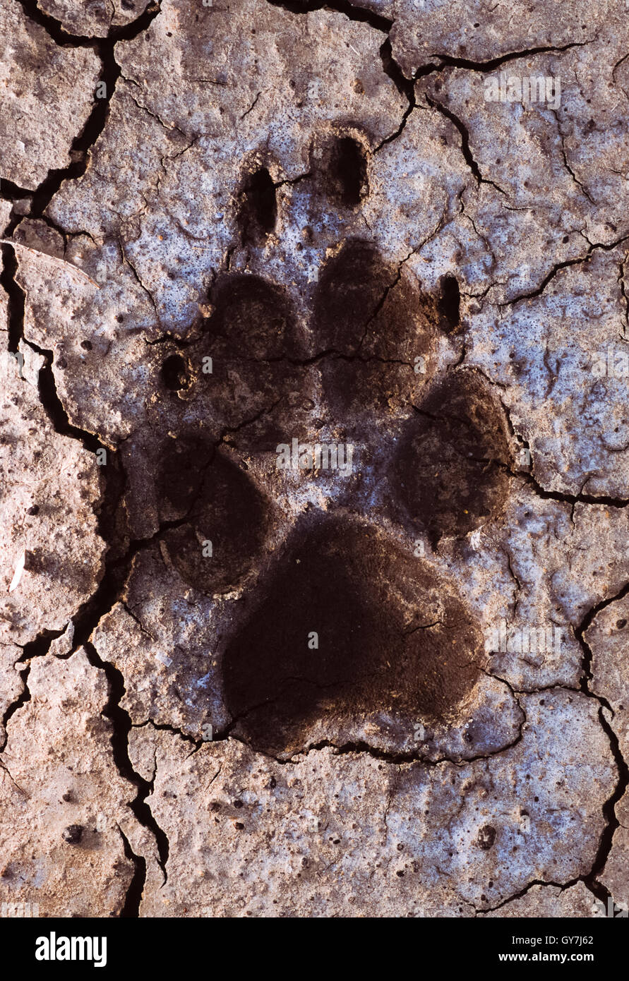 Indischer Wolf, (Canis Lupus Pallipes oder Canis Indica) Pfotenabdrücke im trockenen Schlamm, Blackbuck Nationalpark, Gujerat, Indien Stockfoto