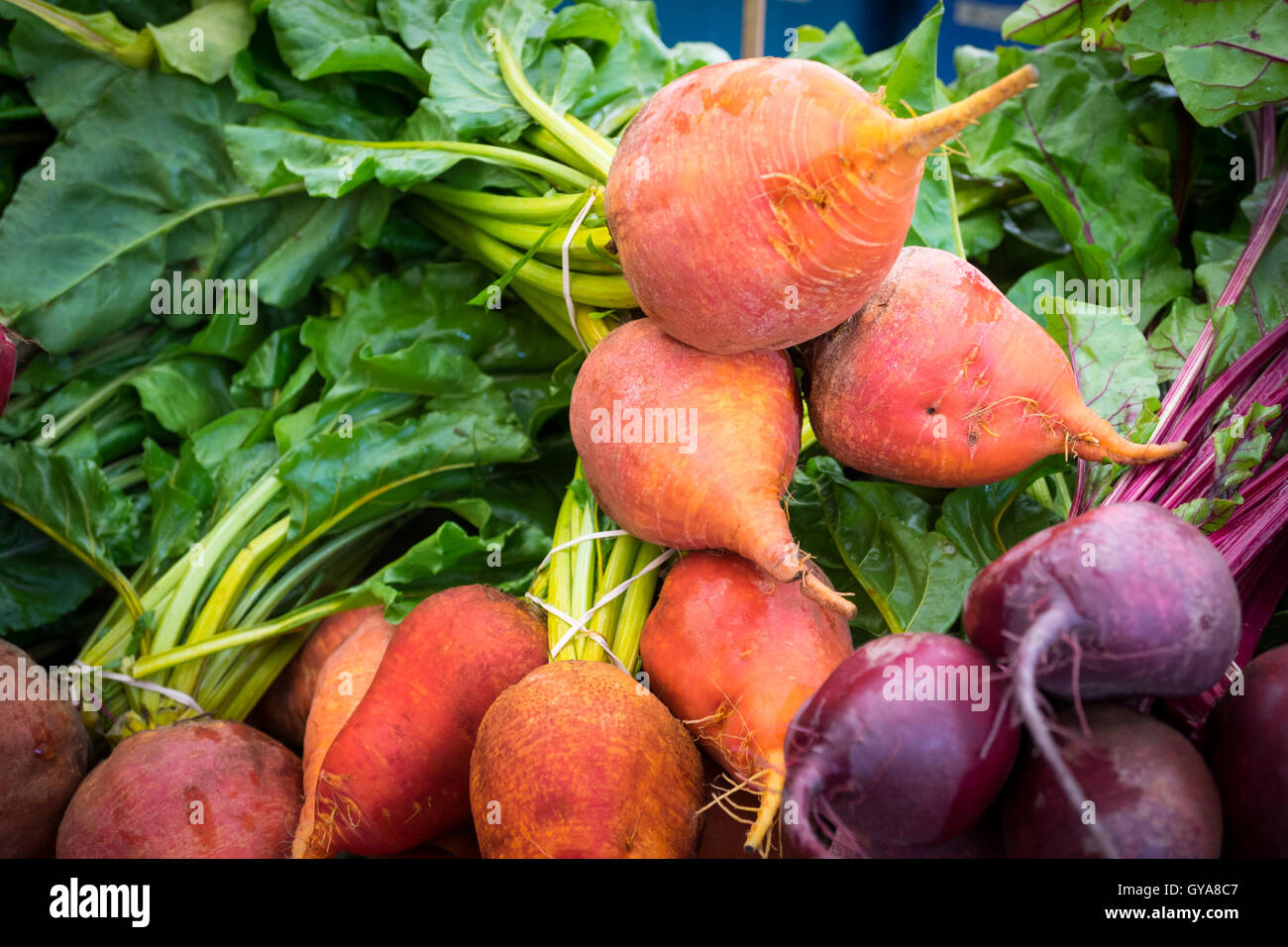 Golden Rüben und rote Beete zum Verkauf an die Stadt (104 Street Market) in Edmonton, Alberta, Kanada auf den Markt. Stockfoto