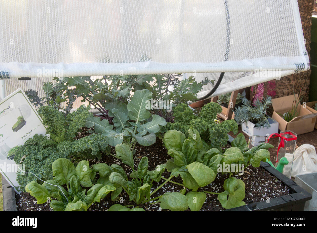 Vegepod verwendet, um Gemüse und Pflanzen aus wachsen sieht zu Hause sehen Sie hier eine australische Grundschule Stockfoto