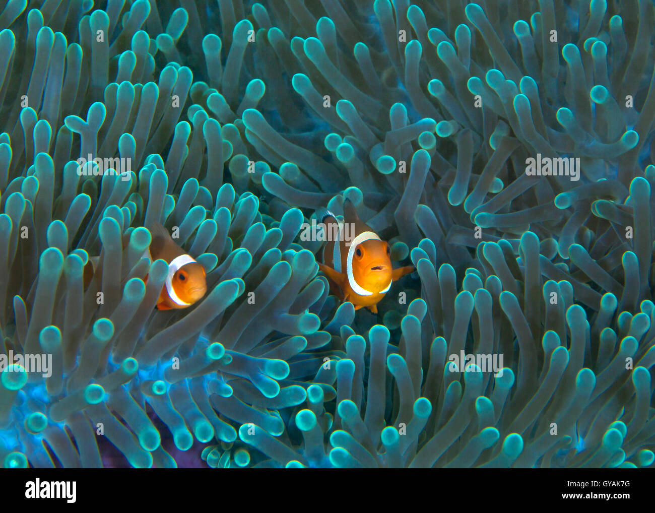 Orange Clownfische Peer aus fluoreszierendem Grün Tentakeln der Host Anemone. Puerto Galera, Philippinen. Stockfoto