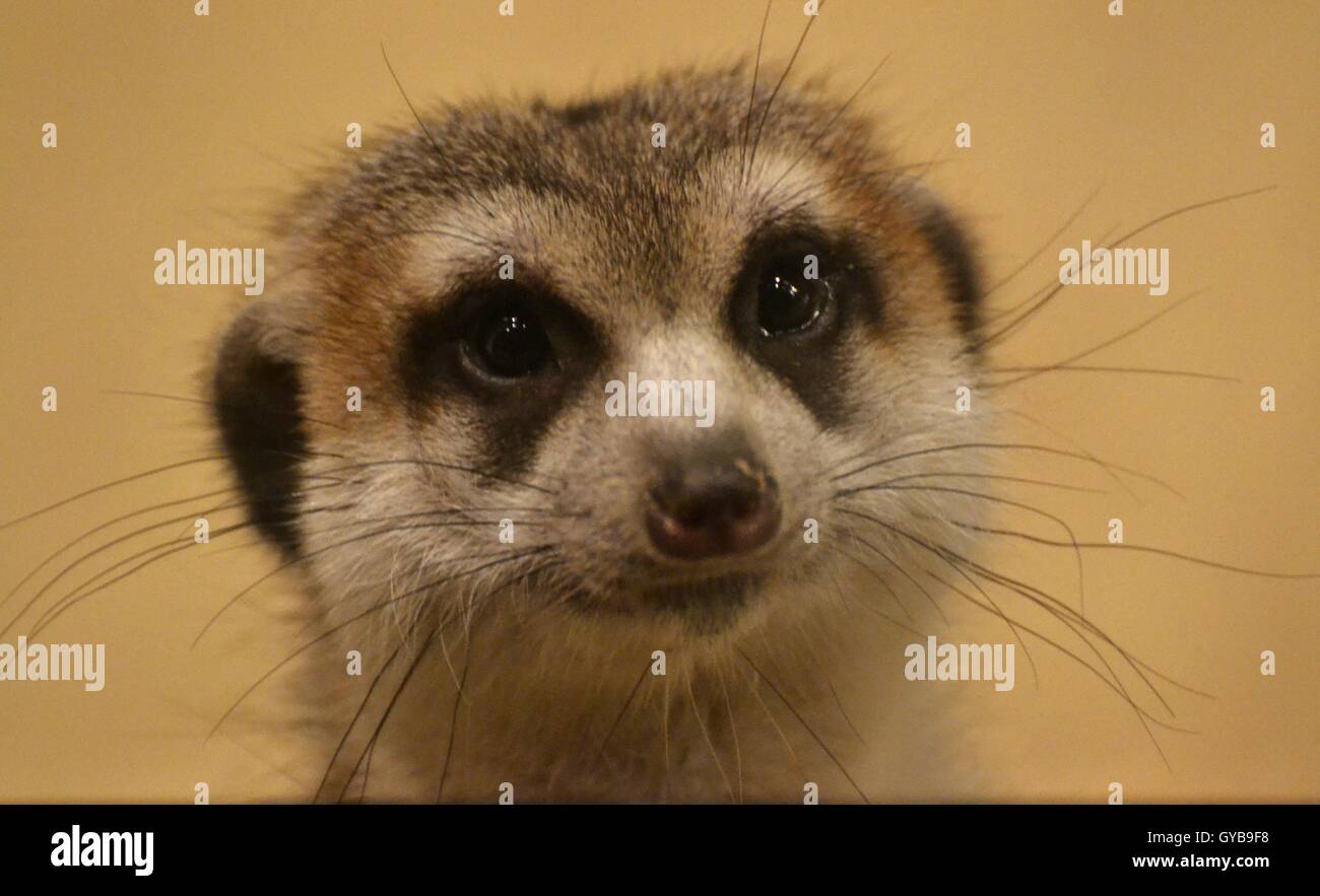 Ein Erdmännchen/Suricate (Suricata Suricatta), ursprünglich aus Afrika Stockfoto