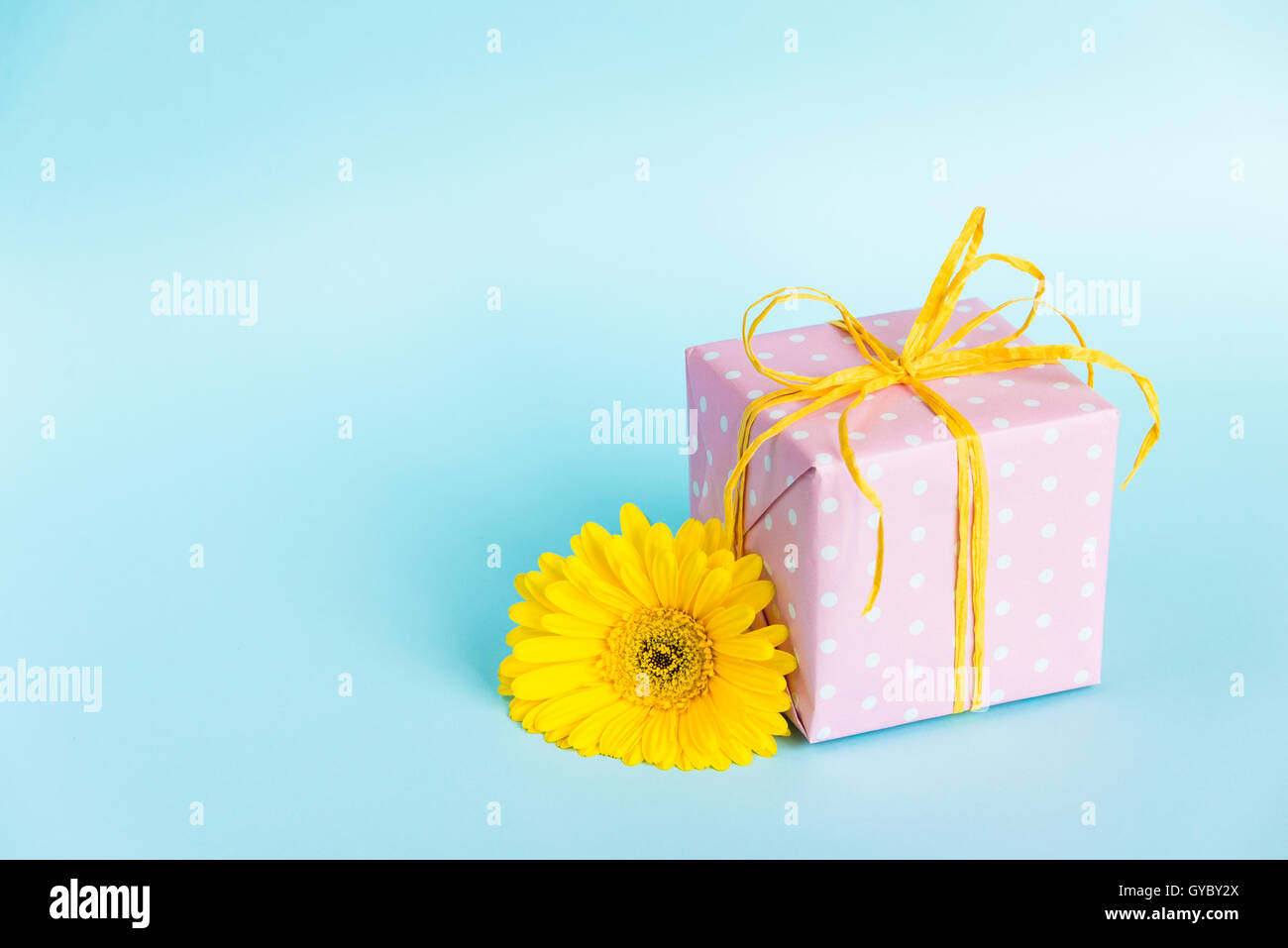Rosa gepunktet Geschenk-Box und einer gelben Gerbera Blume über einen blauen Hintergrund. Stockfoto