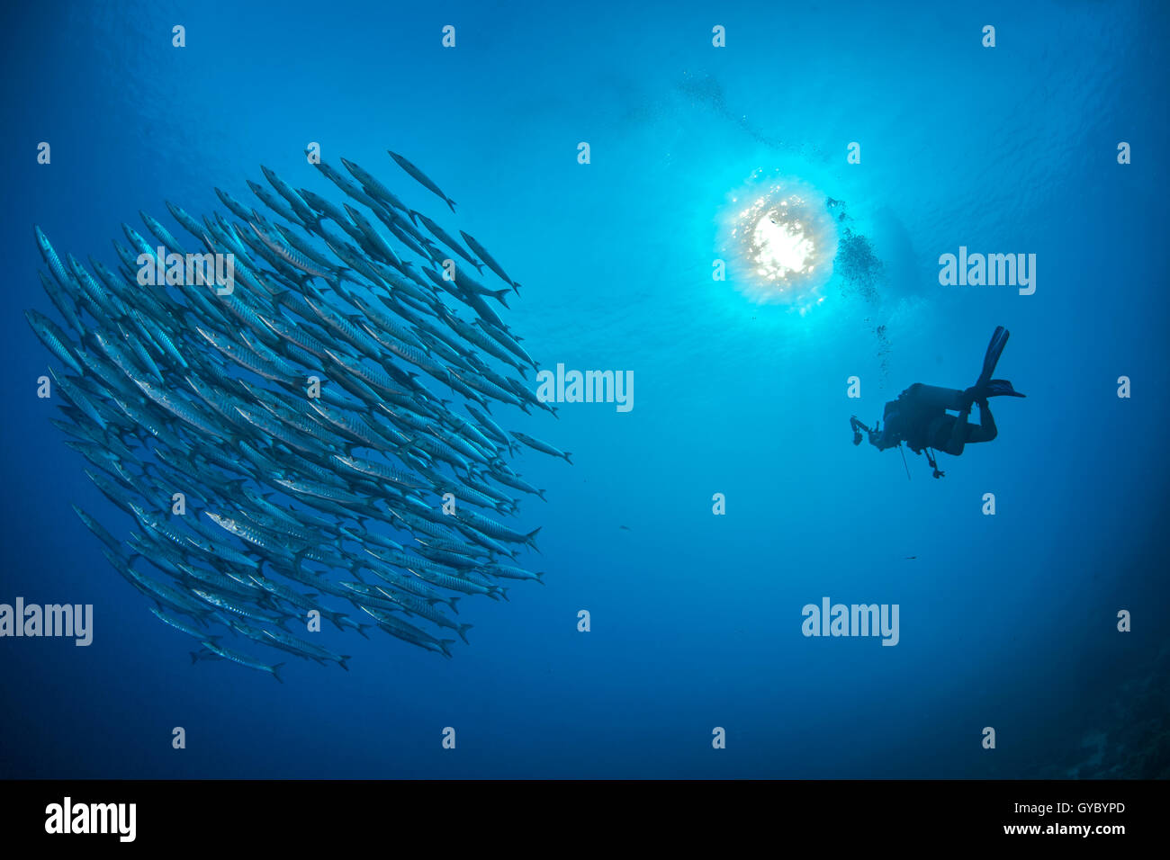 Unterwasser-Fotografen nähert sich eine große Schule von Barracuda im blauen Wasser. Stockfoto