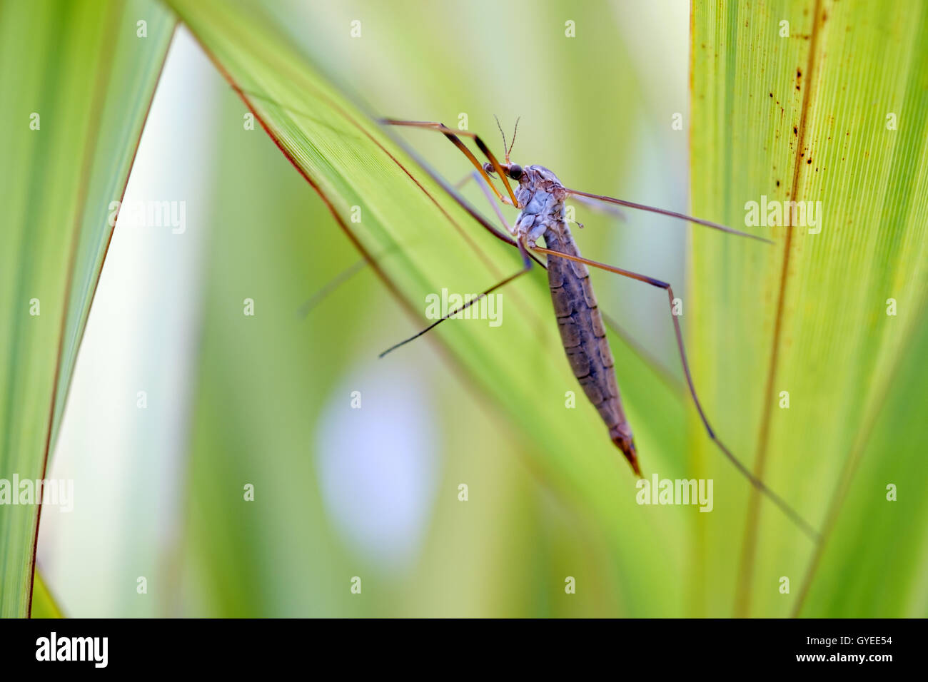 Ein Kran Fly (Daddy Langbein) versteckt sich unter einigen Garten grün Stockfoto