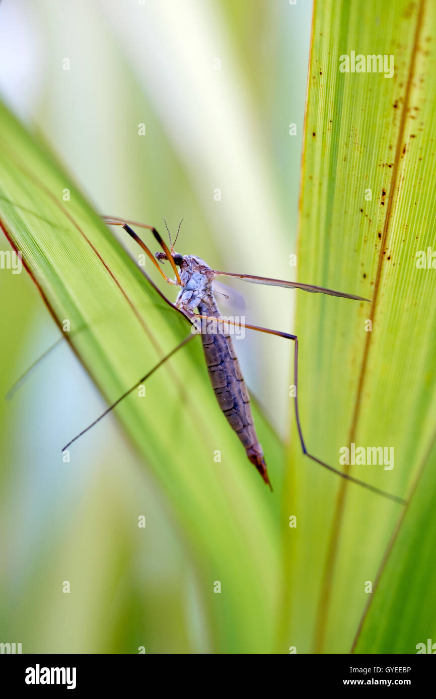 Ein Kran Fly (Daddy Langbein) versteckt sich unter einigen Garten grün Stockfoto