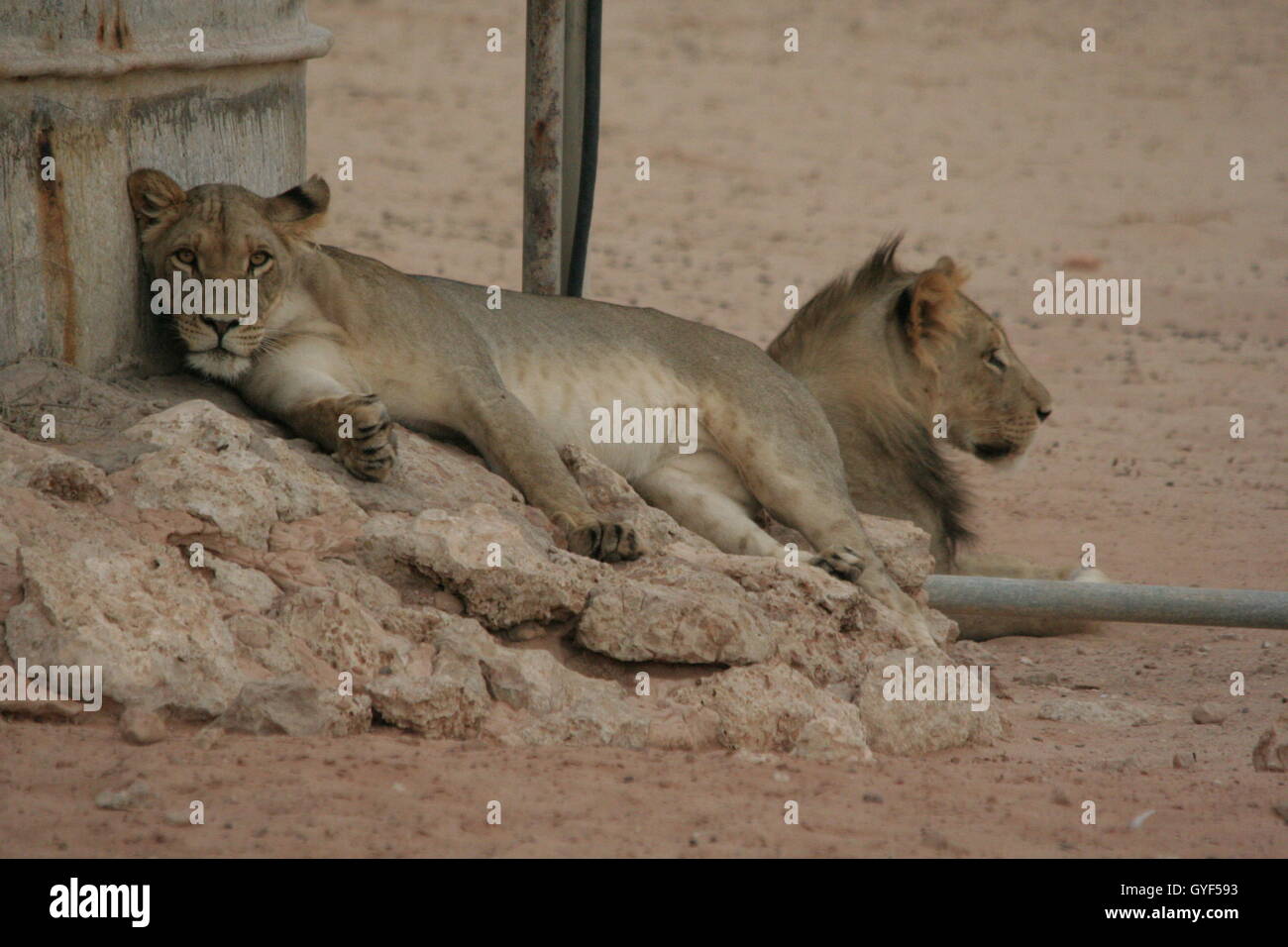 Eine Löwin blickte direkt in das Objektiv meiner Kamera, ein Porträt von zwei jungen Löwen gefangen genommen. Stockfoto