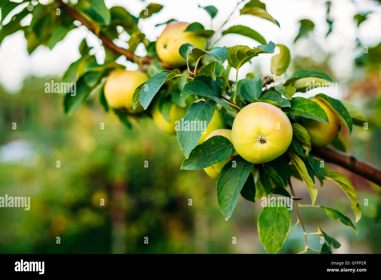 Schließen Sie Ansicht des Ortsverbandes der Apfelbaum, Hung mit gelb und grün saftige Äpfel Obst zwischen grünen Blätter im Sommer Obstgarten Stockfoto