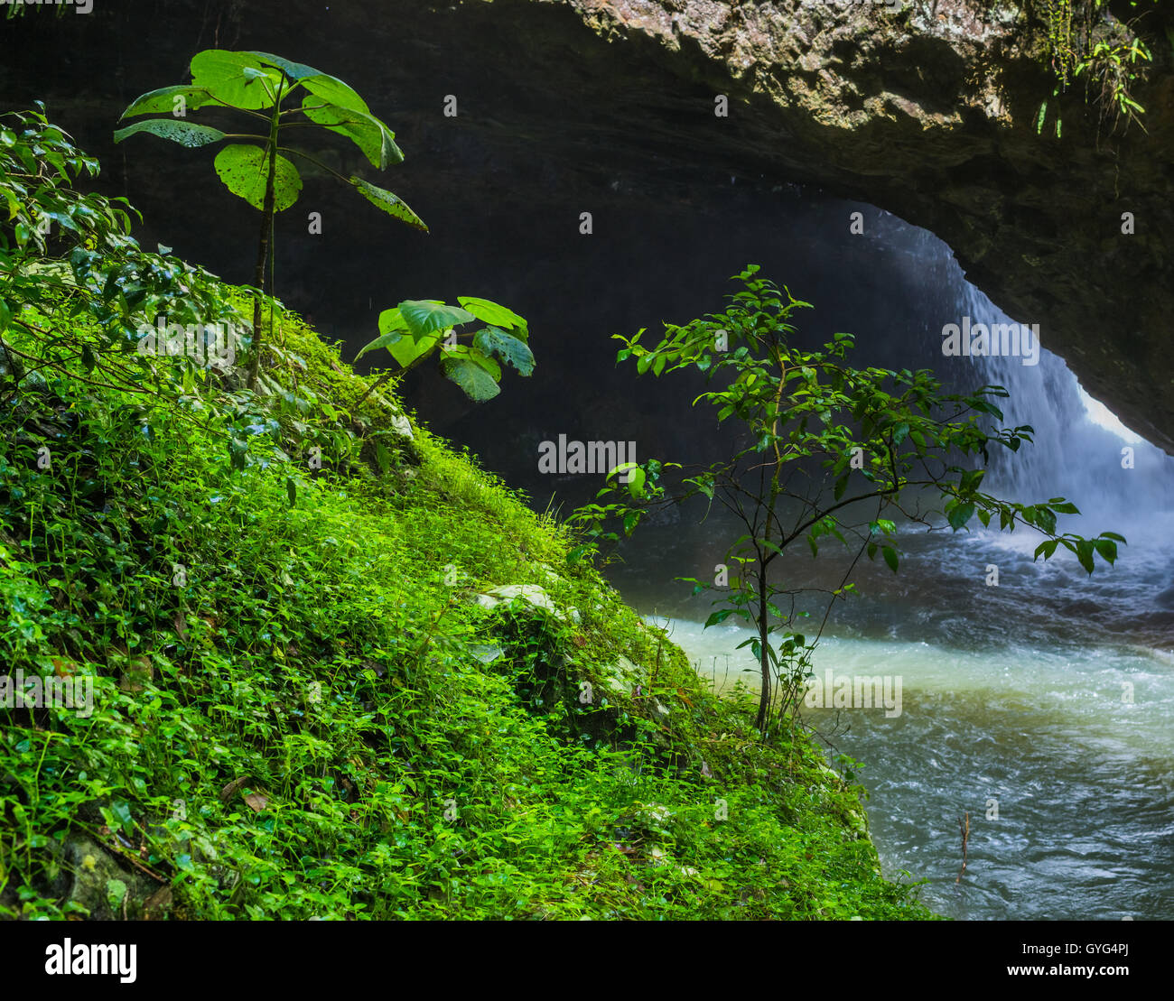 Kleine Pflanzen, die neben dem Wasserfall Natural Bridge im Springbrook National Park in Queensland, Australien, wachsen Stockfoto