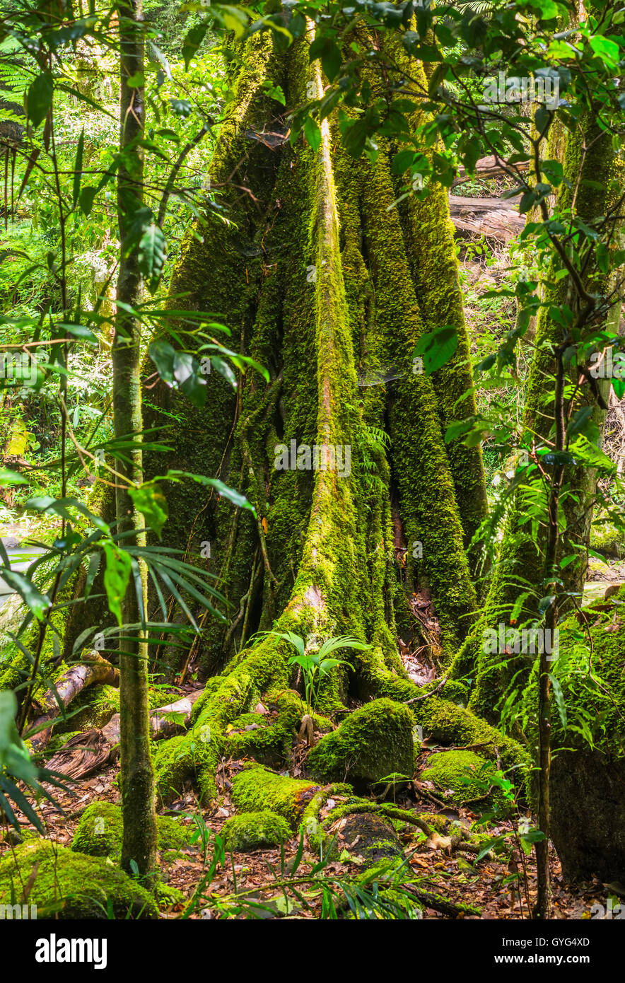 Moos Covered Strangler Fig (Gattung Ficus/Family Moraceae) im Springbrook National Park in Queensland, Australien Stockfoto