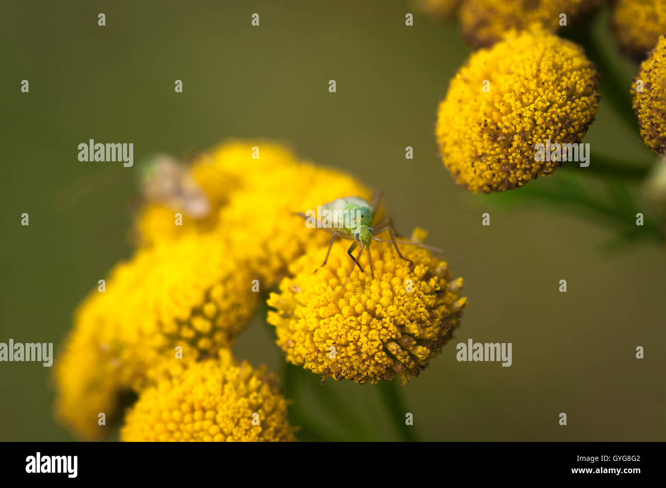 Ein Makro-Bild des Fehlers Kapsid, Fütterung auf Rainfarn Tanacetum Vulgare. Stockfoto