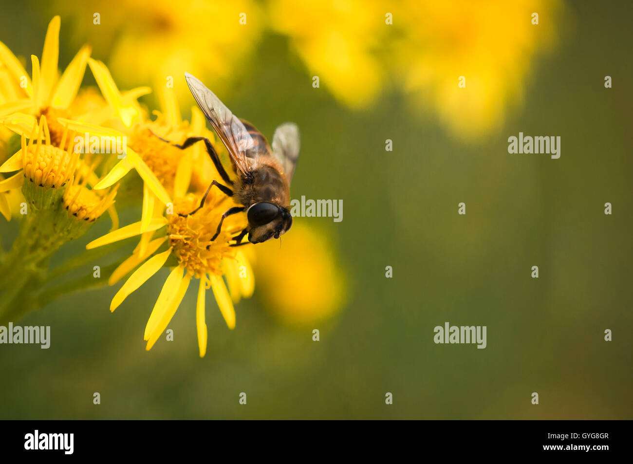 Ein Makro-Bild eines Hoverfly oder Dronefly, Eristalis Tenax auf Kreuzkraut, Jacobaea vulgaris Stockfoto