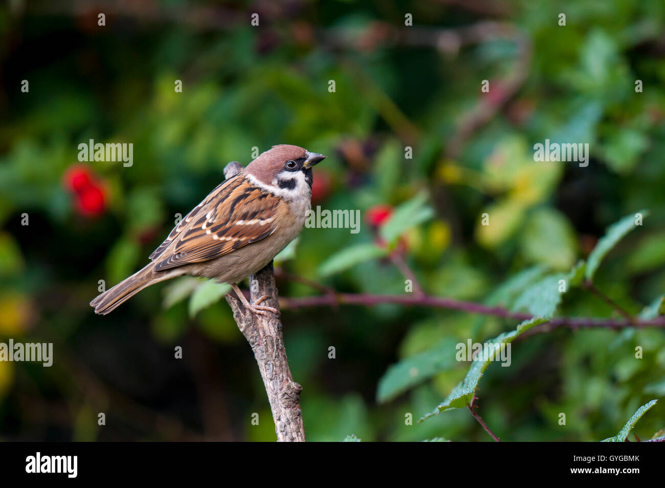 Baum-Spatz (Passer Montanus) Erwachsenen thront auf einem Zweig mit leuchtend rote Hagebutten der Heckenrose im Hintergrund. RSPB Fairburn Ings Stockfoto