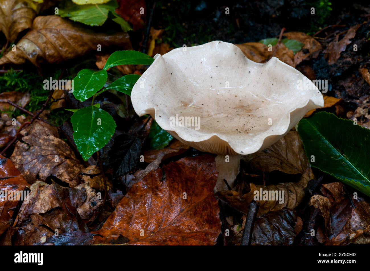 Getrübte Trichter Pilz (Clytocybe Nebularis) Sammlung von Regenwasser in Clumber Park, Nottinghamshire. Oktober. Stockfoto