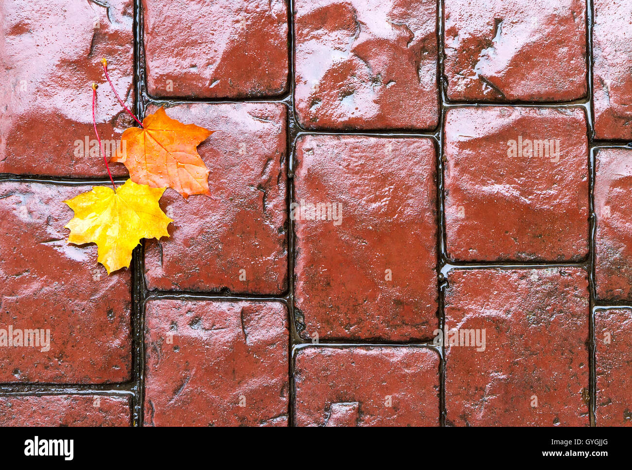 Gelbes Herbstlaub auf alte gepflasterte Straße Stockfoto