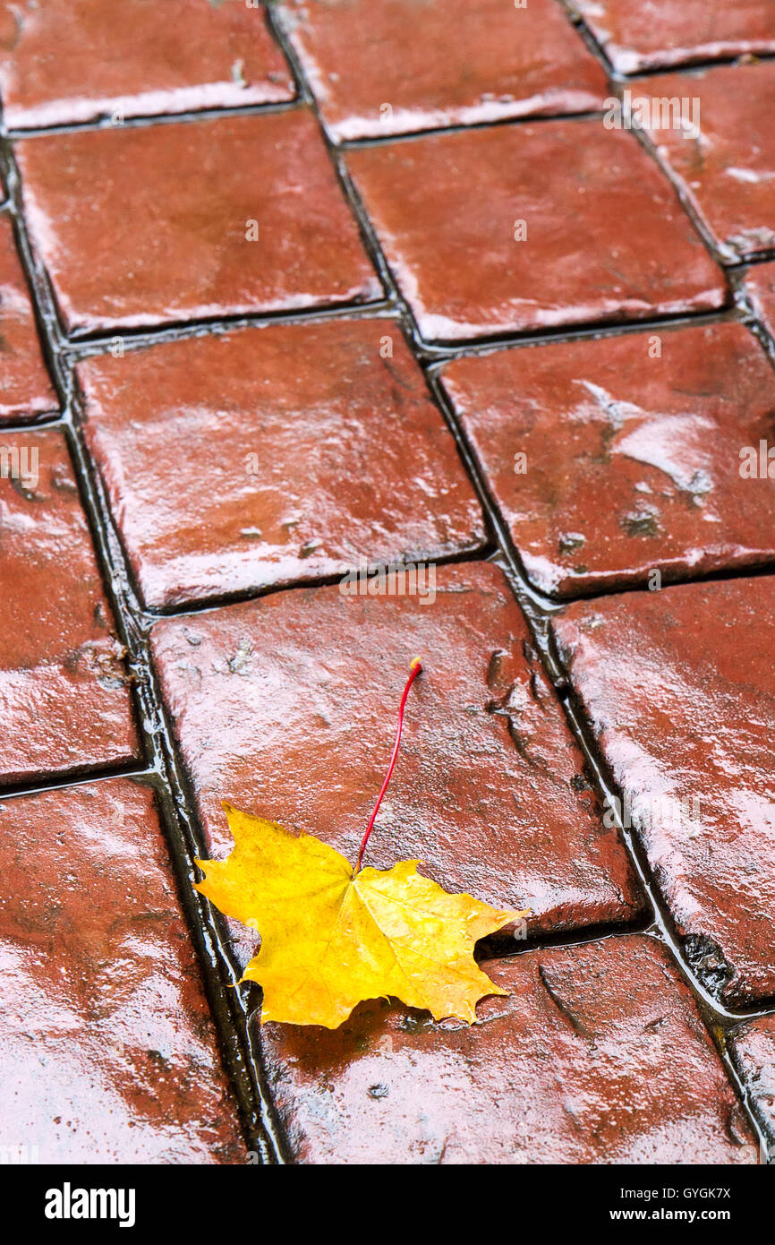 Im Herbst gelbes Blatt auf alte gepflasterte Straße Stockfoto